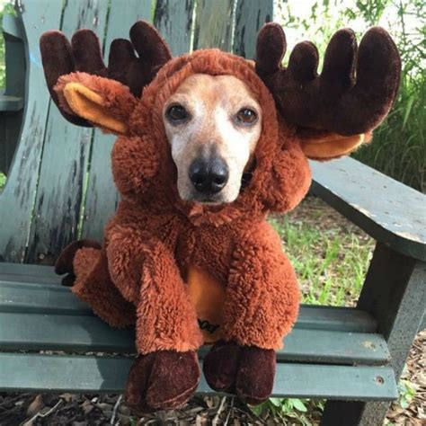 moose costume dog